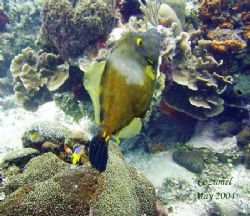 This filefish was seen April 2006 at Isla Mujeres. The pi... by Bonnie Conley 